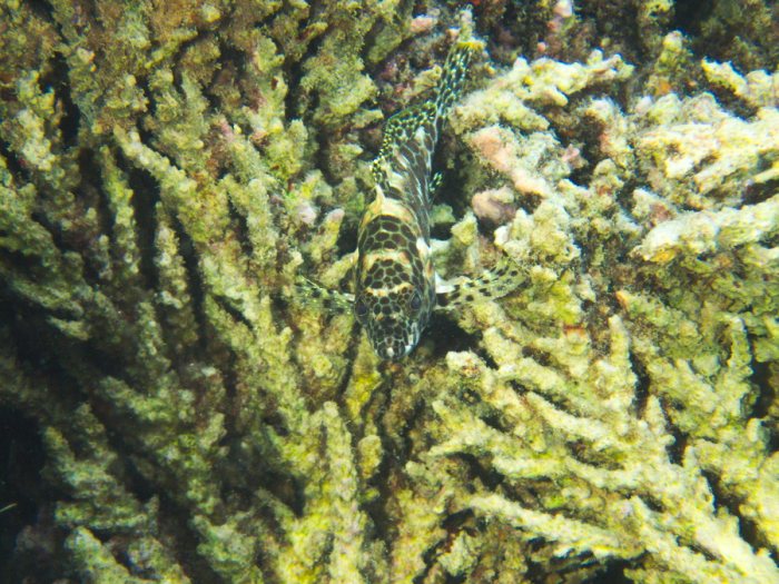 Epinephelus merra