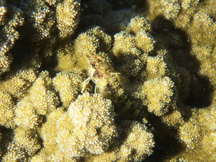 Poisson à trois nageoires