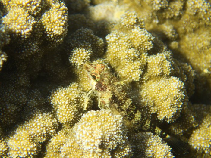 Poisson à trois nageoires