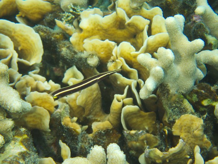 Diademichthys lineatus