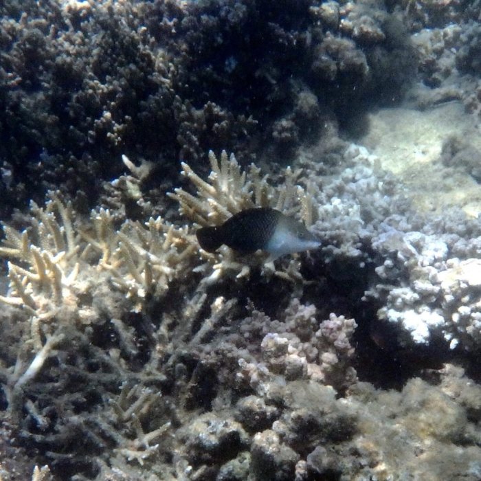 Hemigymnus melapterus