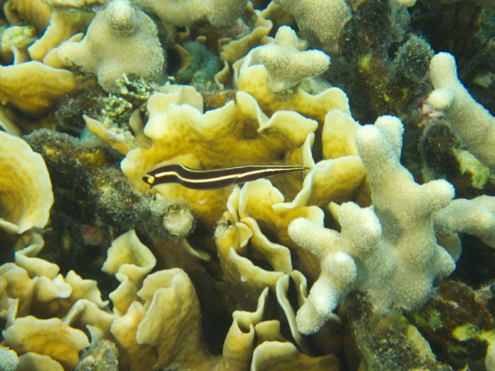 Diademichthys lineatus