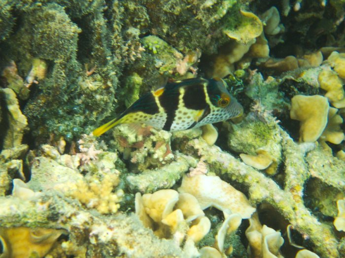 Canthigaster valentini