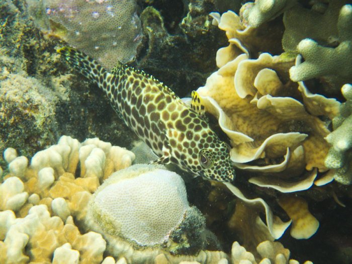 Epinephelus merra