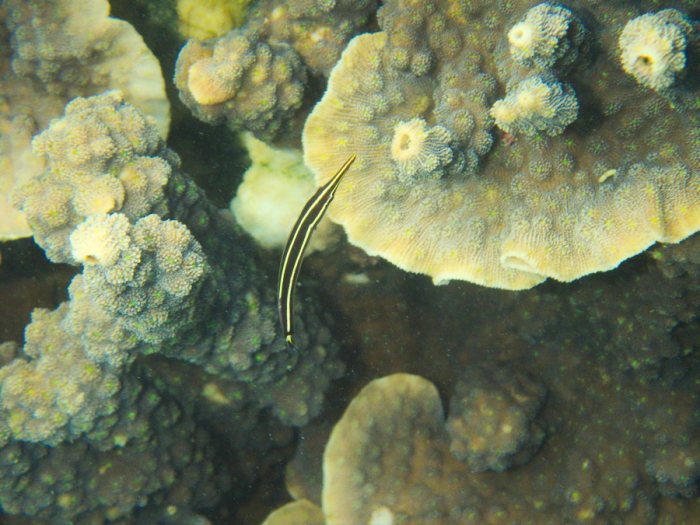 Diademichthys lineatus