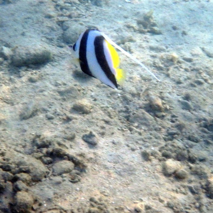 Heniochus acuminatus