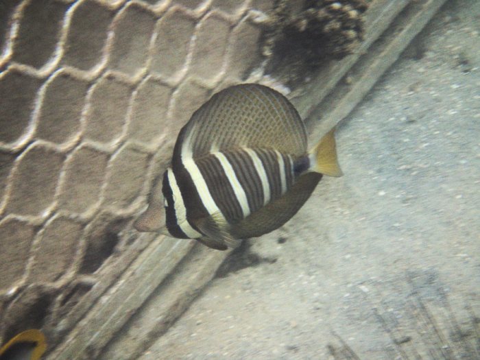 Zebrasoma velifer