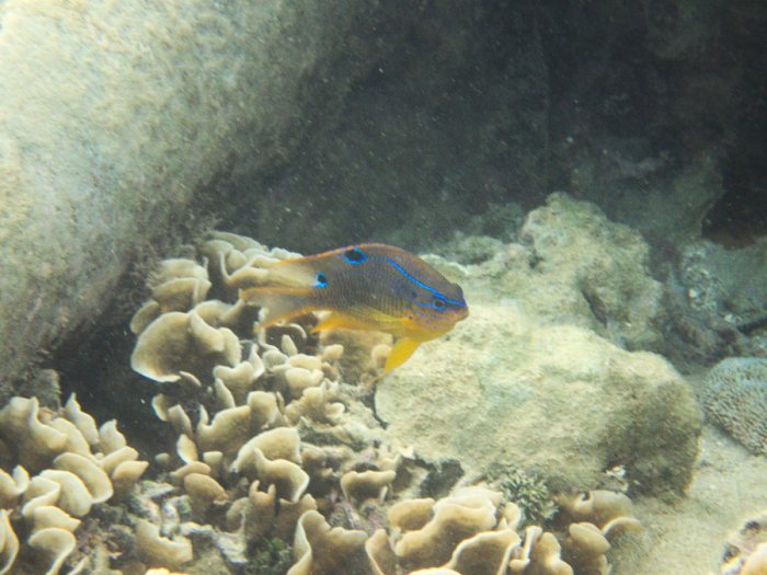 Neoglyphidodon polyacanthus