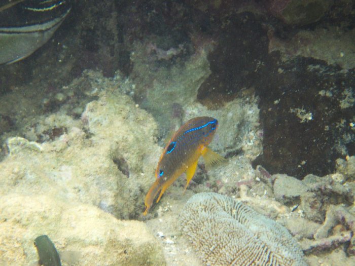 Neoglyphidodon polyacanthus