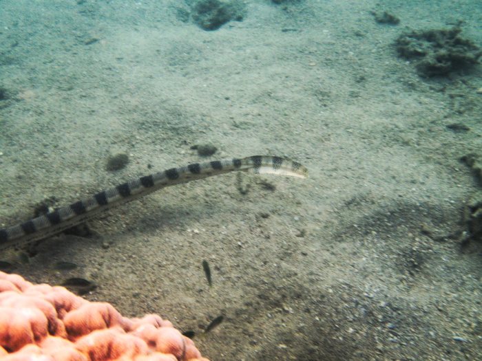 Hydrophis major