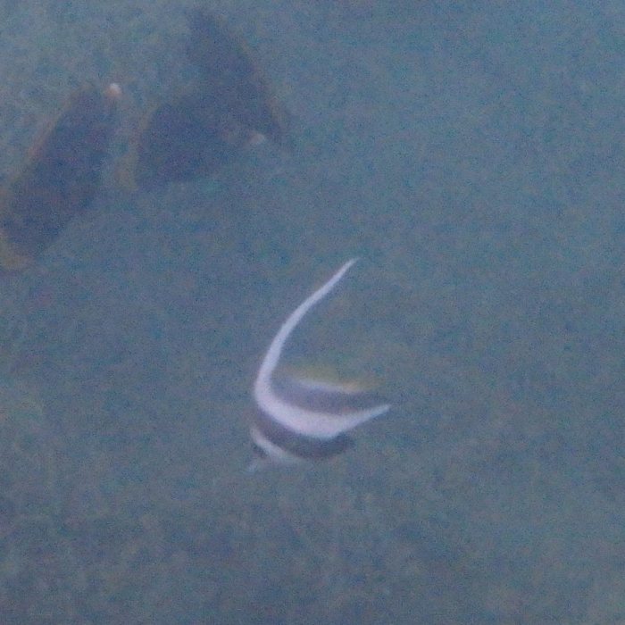 Heniochus acuminatus