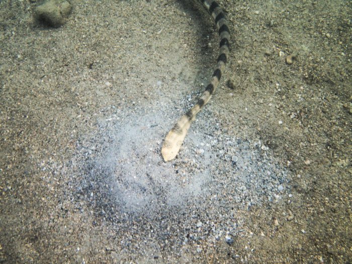 Hydrophis major