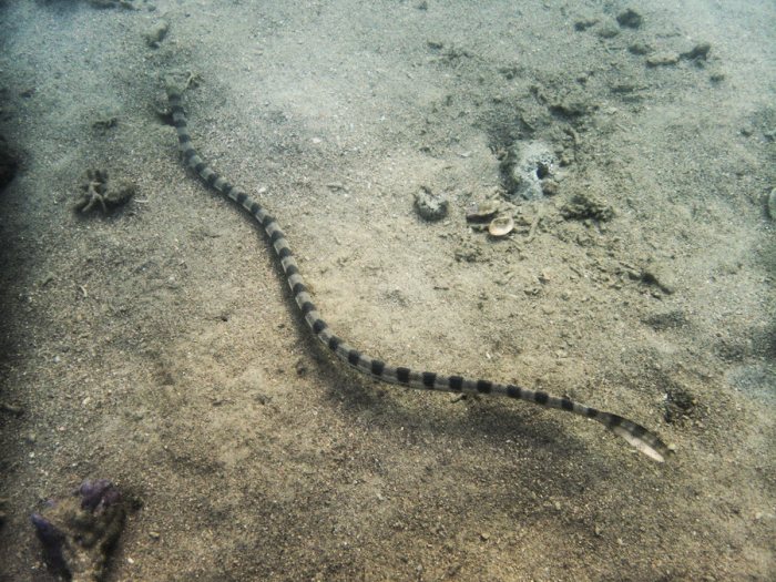 Hydrophis major