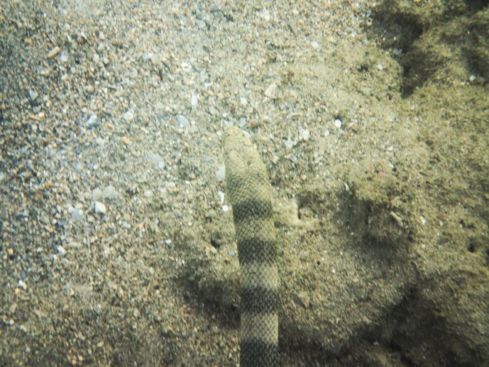 Hydrophis major