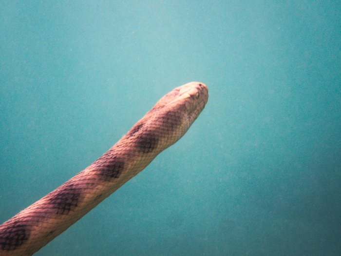 Hydrophis major