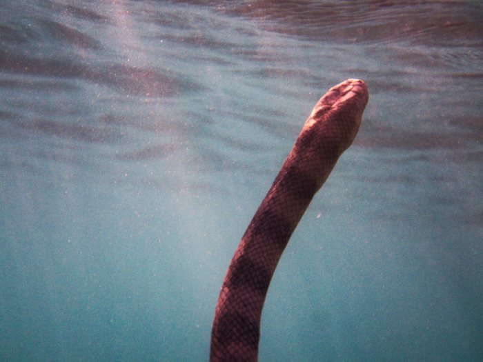 Hydrophis major