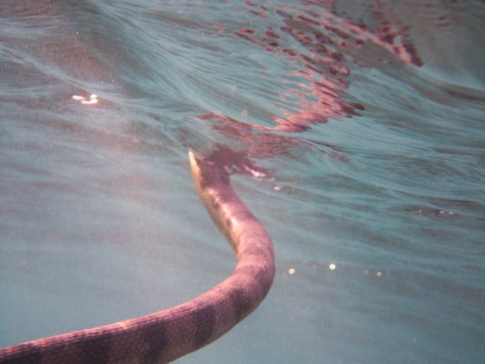 Hydrophis major
