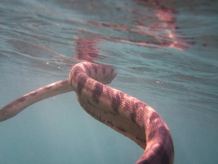 Hydrophis major