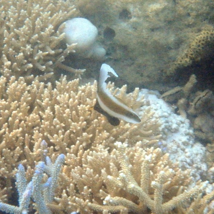 Heniochus chrysostomus