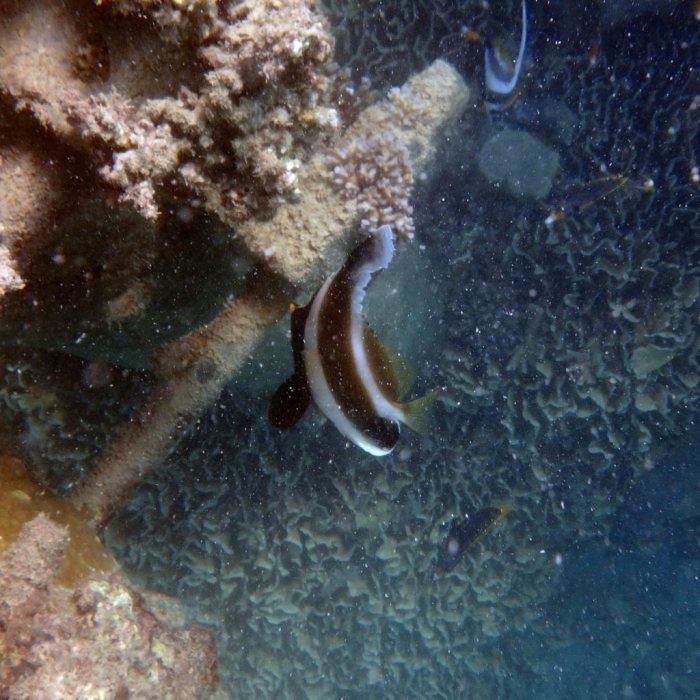 Heniochus chrysostomus
