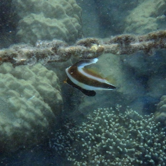 Heniochus chrysostomus