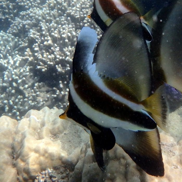 Heniochus chrysostomus
