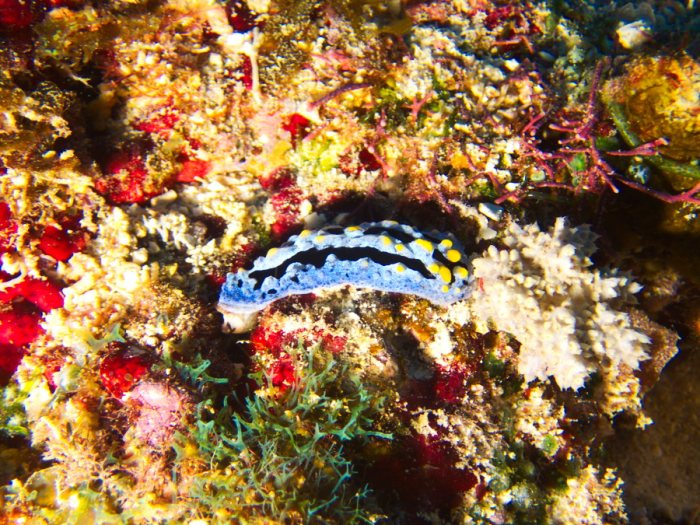 Phyllidia picta