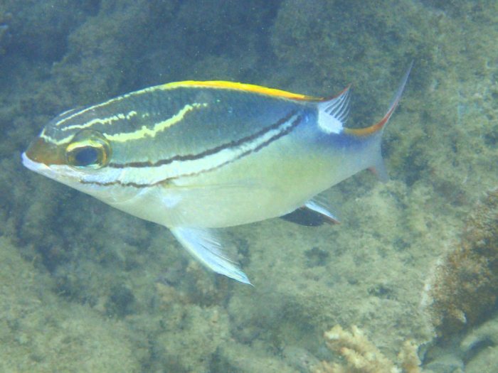 Scolopsis bilineata