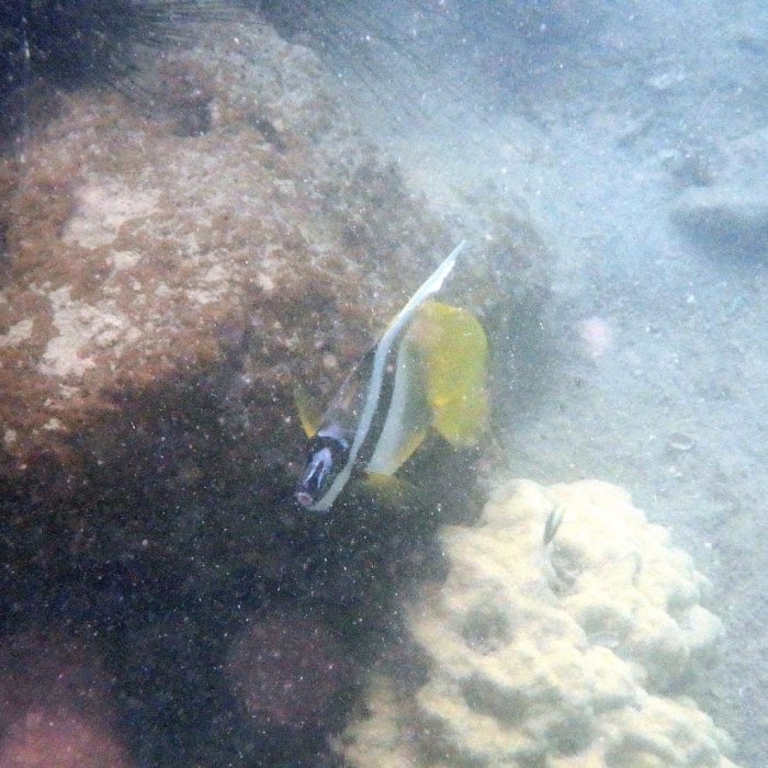 Heniochus monoceros