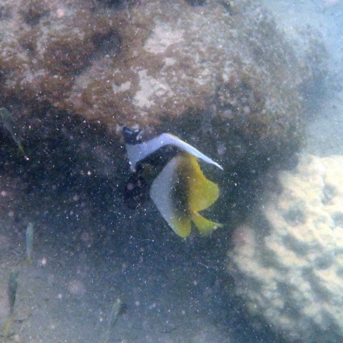 Heniochus monoceros