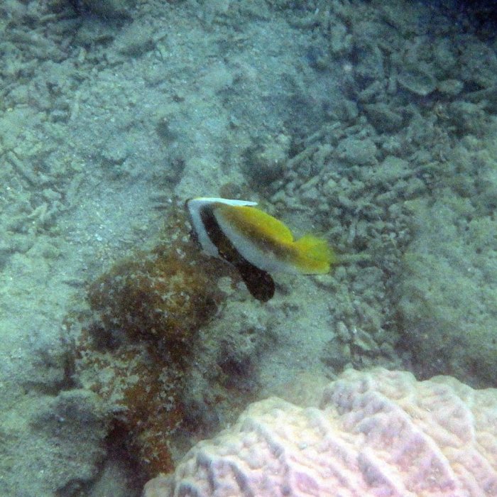 Heniochus monoceros