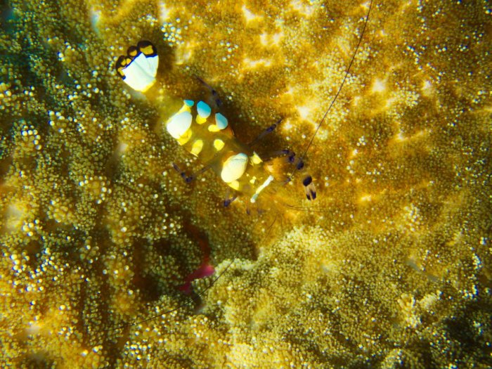 Periclimenes brevicarpalis