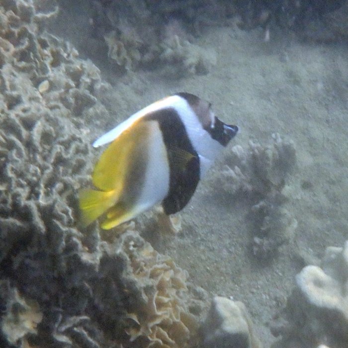 Heniochus monoceros