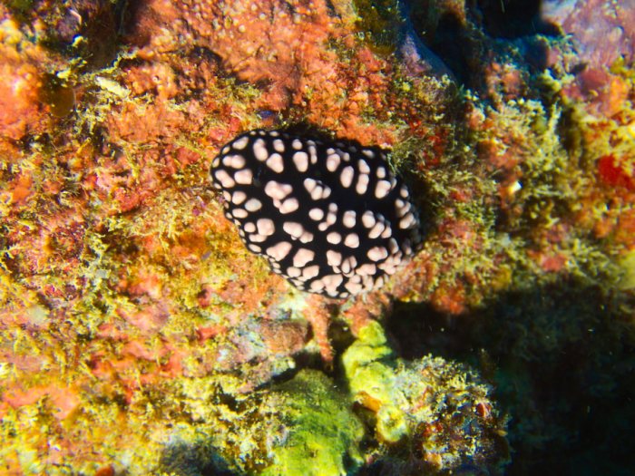 Phyllidiella pustulosa