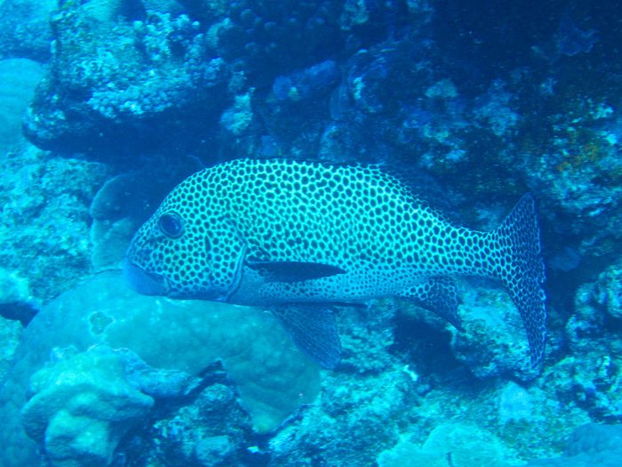 Plectorhinchus chaetodonides