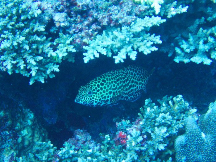 Epinephelus merra