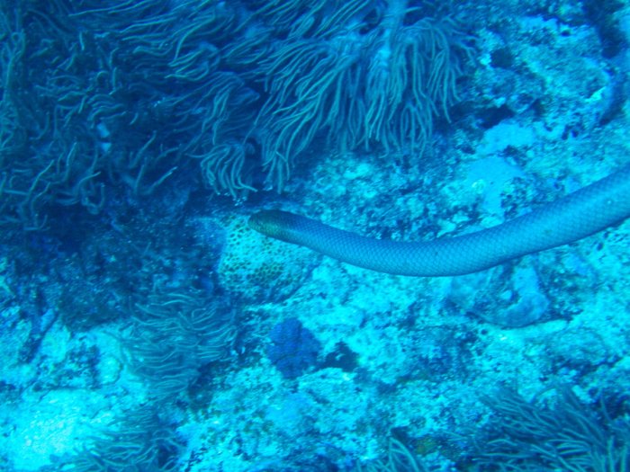 Aipysurus laevis