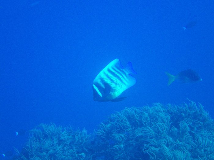 Pomacanthus sexstriatus