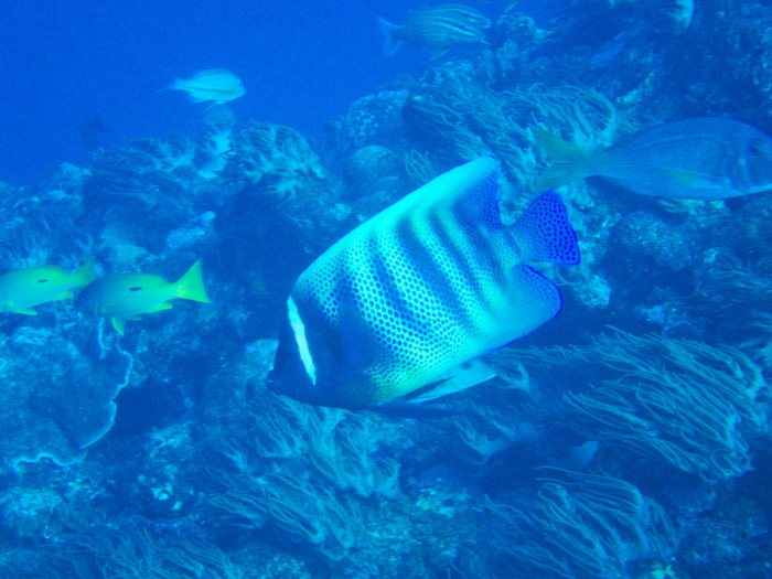 Pomacanthus sexstriatus