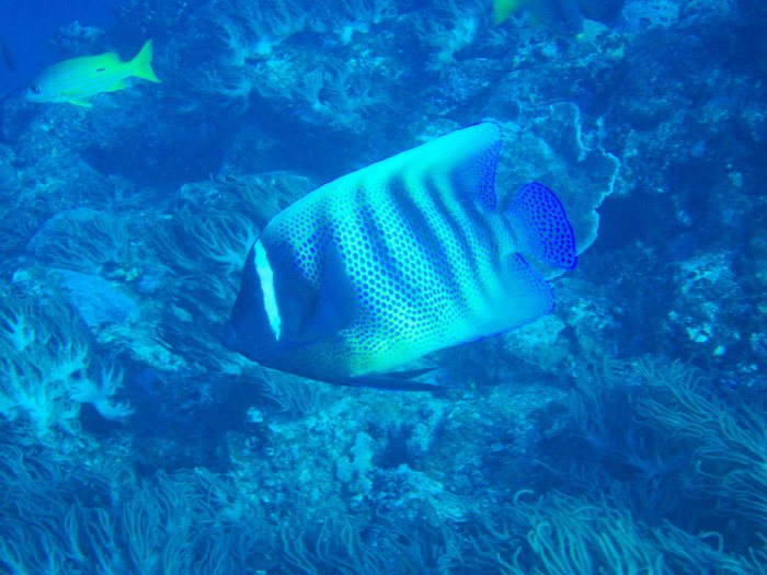 Pomacanthus sexstriatus