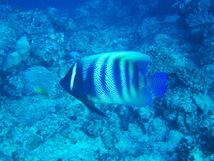 Pomacanthus sexstriatus