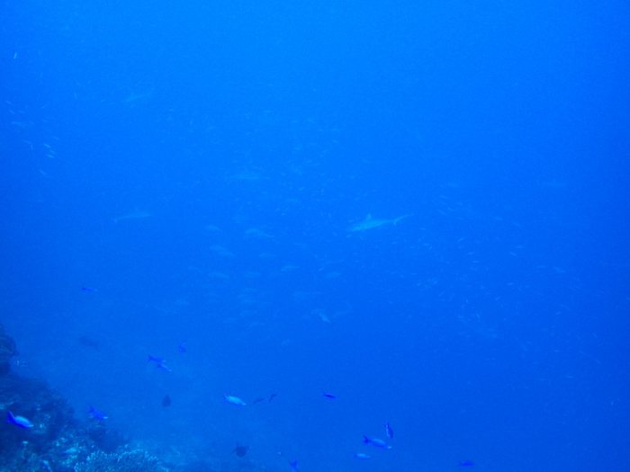 Requin gris de récif