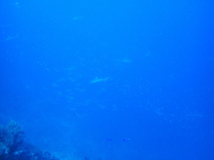 Requin gris de récif