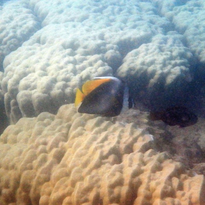 Heniochus singularius