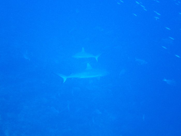 Requin gris de récif
