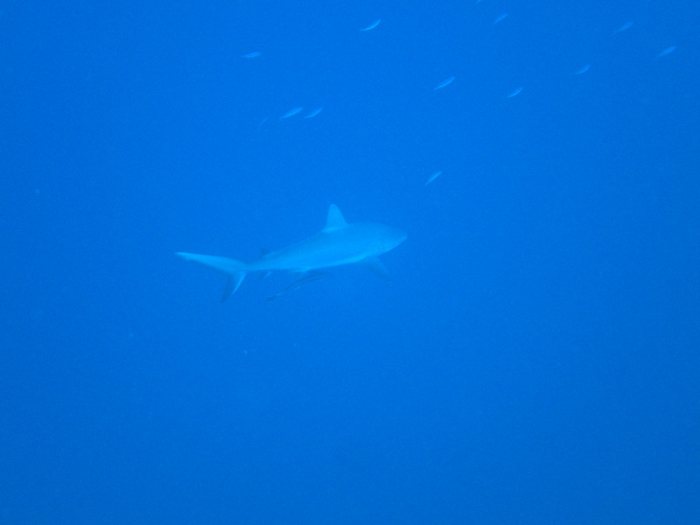 Requin gris de récif