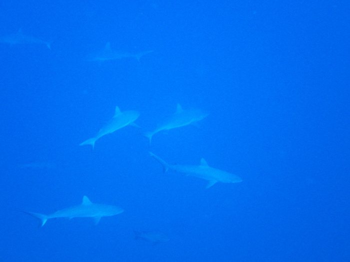 Requin gris de récif