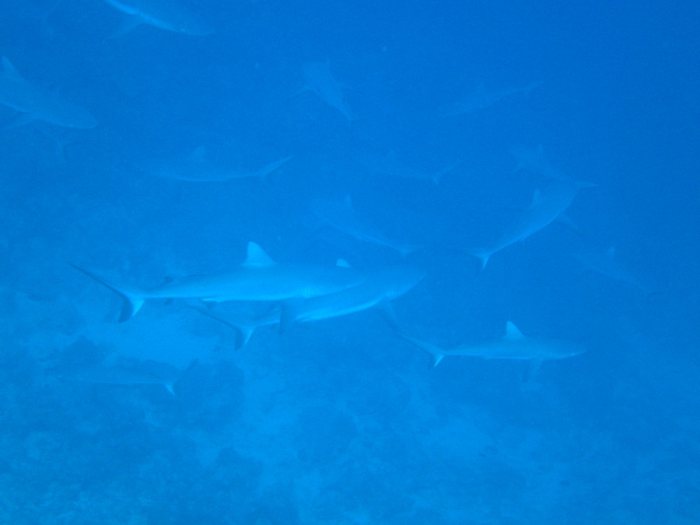 Requin gris de récif