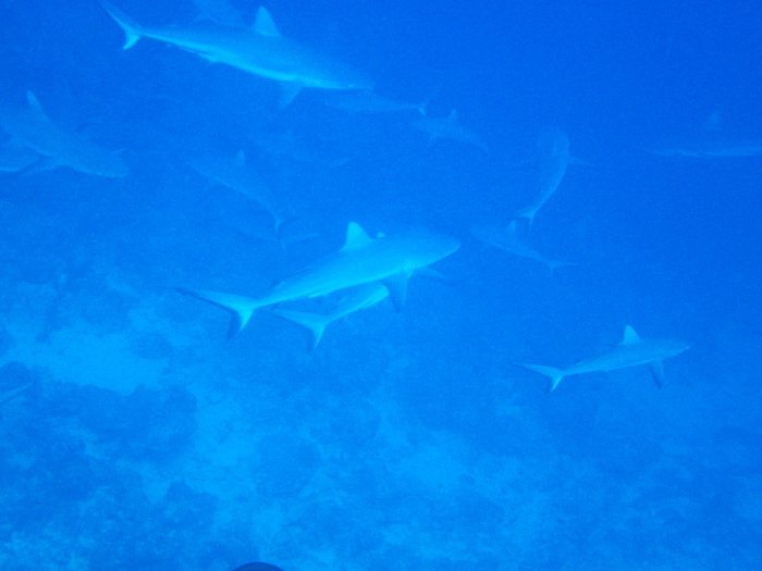 Requin gris de récif