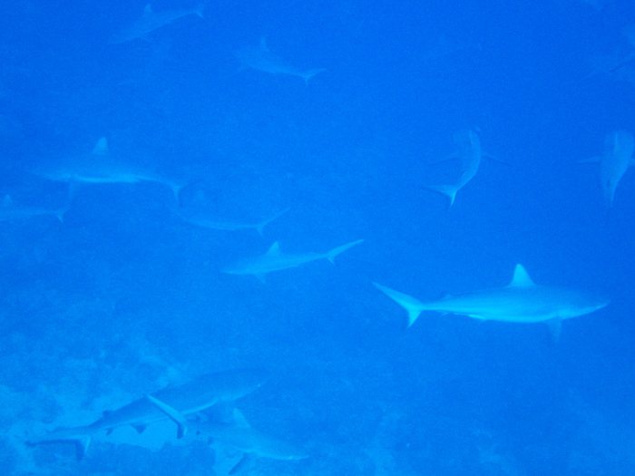 Requin gris de récif